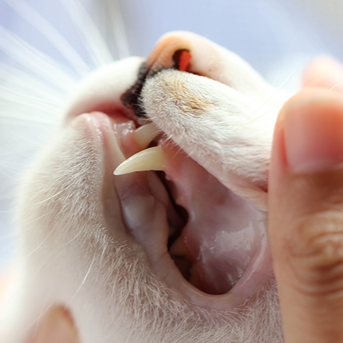 Verzorging gebit bij katten