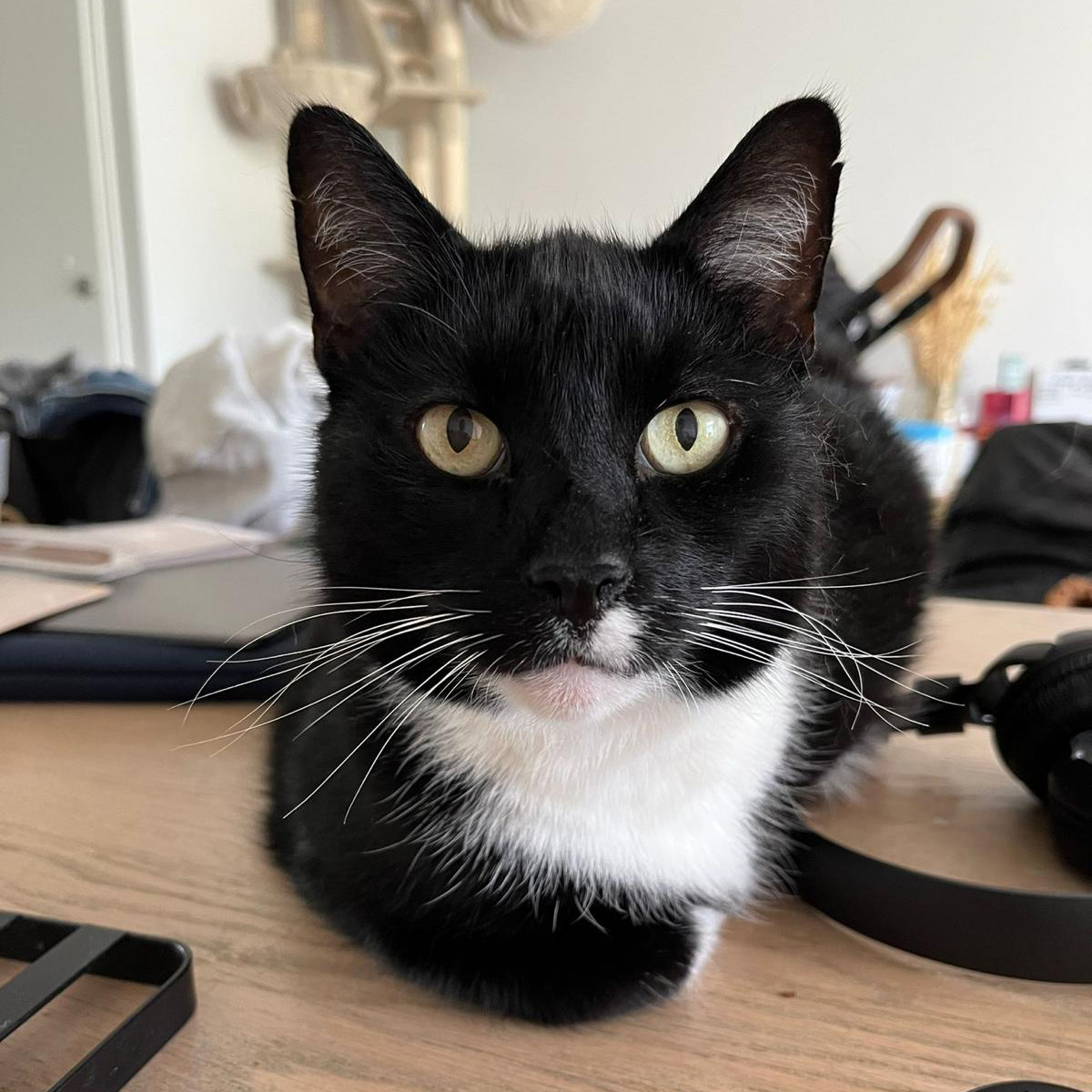 joost